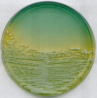 WL NUTRIENT AGAR FOR MICROBIOLOGY (77 G